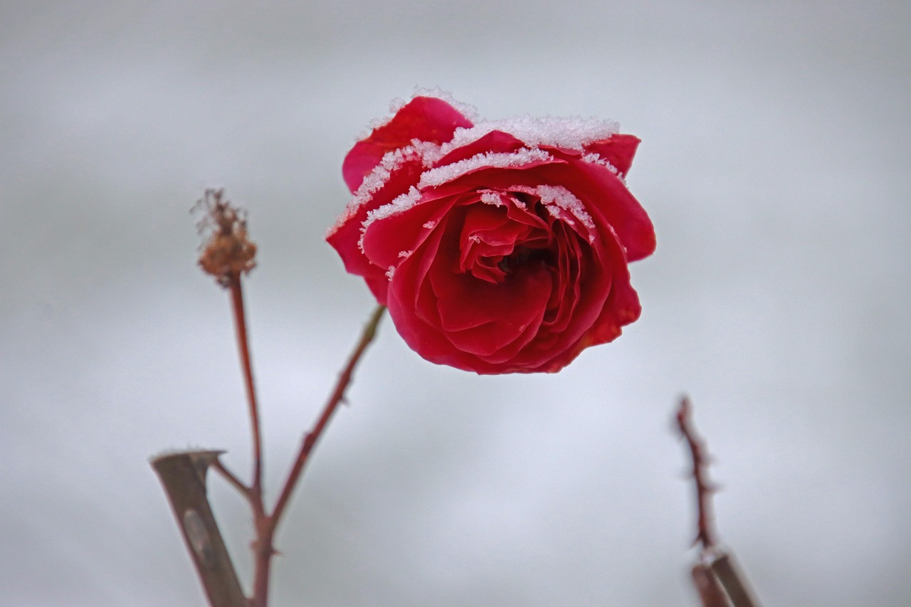 rose, flower, flower background, blossom, bloom, beautiful flowers, winter, rose flower, flower wallpaper, snow, nature, frost